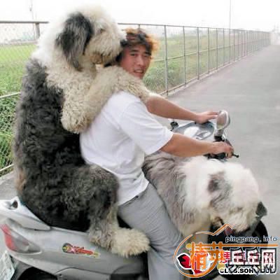 dvubb 图片点击可在新窗口打开查看